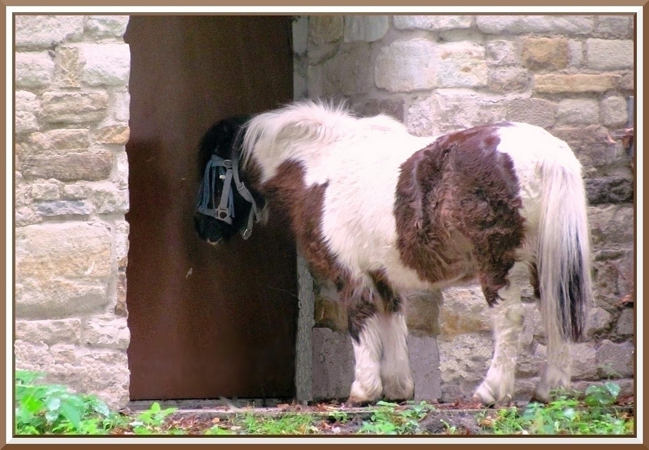 Pony Ich Will Nach Hause Foto Bild Tiere Haustiere Pferde