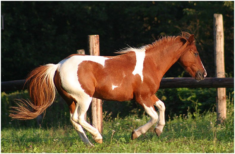 Pony im Abendlicht