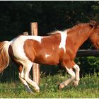 Pony im Abendlicht