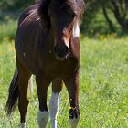 Pony im Gegenlicht