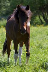 Pony im Gegenlicht