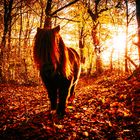Pony im Herbst 