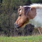 Pony im Herbst