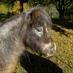 Pony im Herbst*