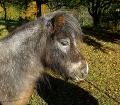 Pony im Herbst*