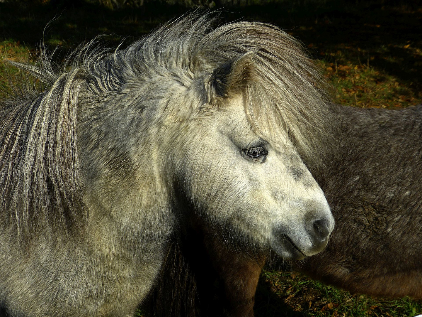 Pony im Herbst
