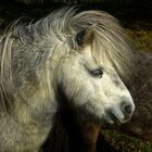 Pony im Herbst