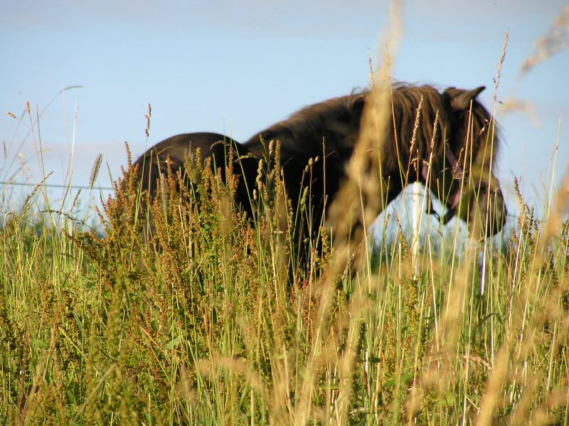 Pony im Keltendorf