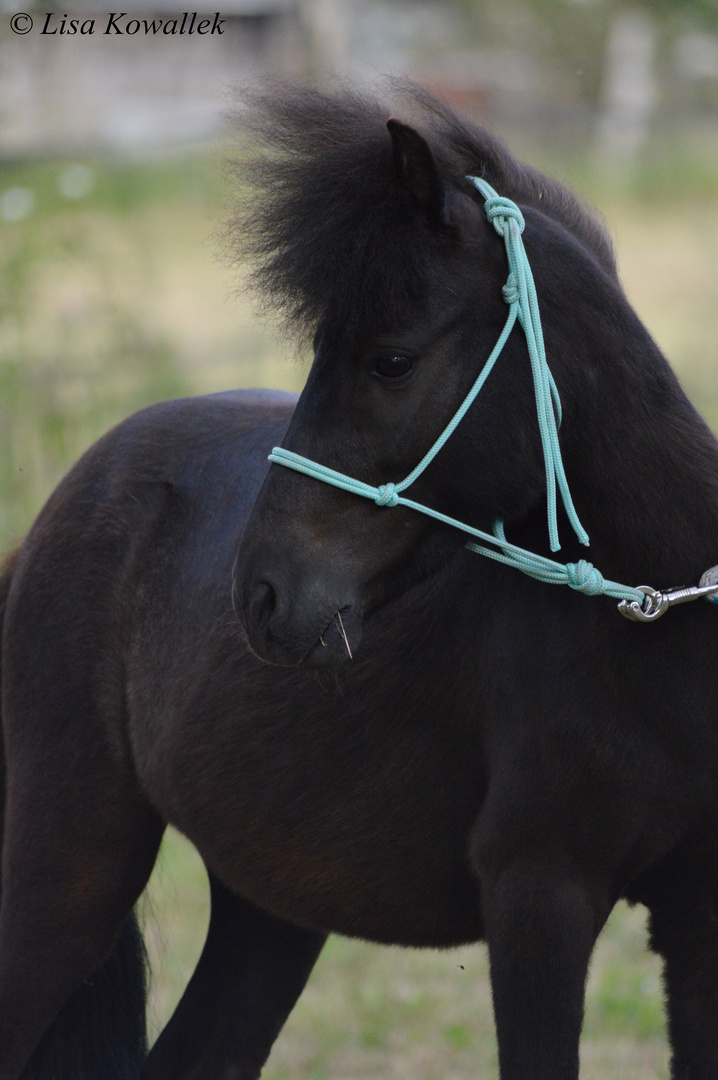 Pony im Portrait