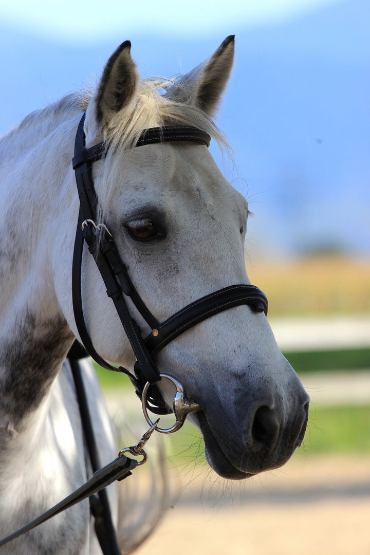 Pony im Schatten