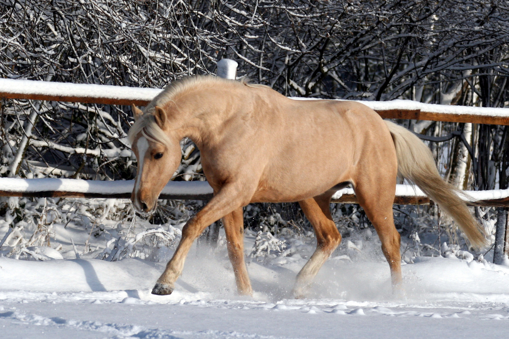 Pony im Schnee