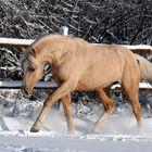 Pony im Schnee