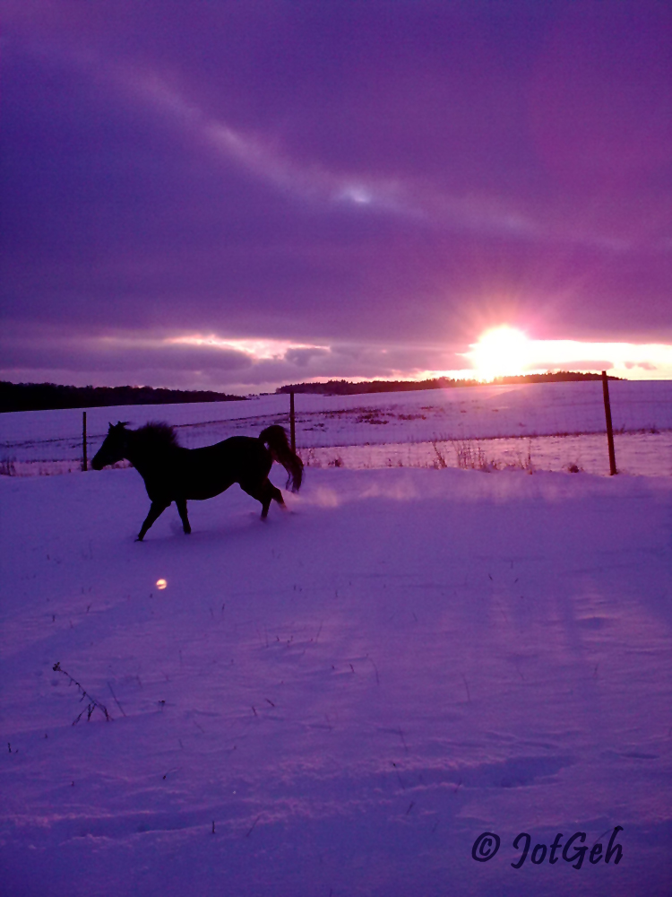 Pony im Schnee