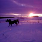 Pony im Schnee