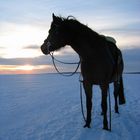 Pony im Schnee