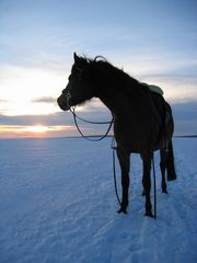 Pony im Schnee