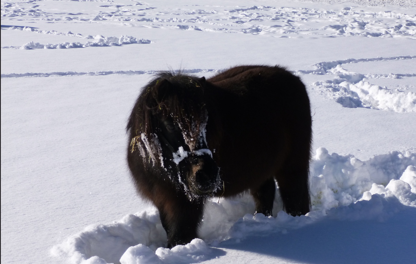 Pony im Schnee