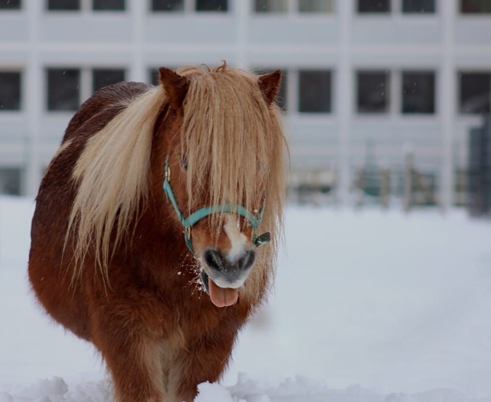 Pony im Schnee 