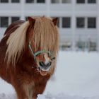 Pony im Schnee 