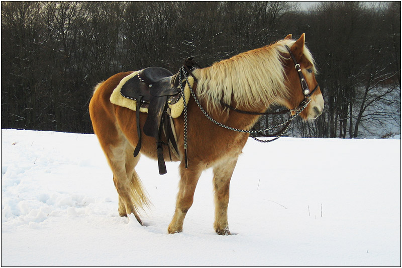 Pony im Schnee.