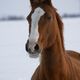 Pony im Schnee