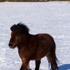 pony im schnee