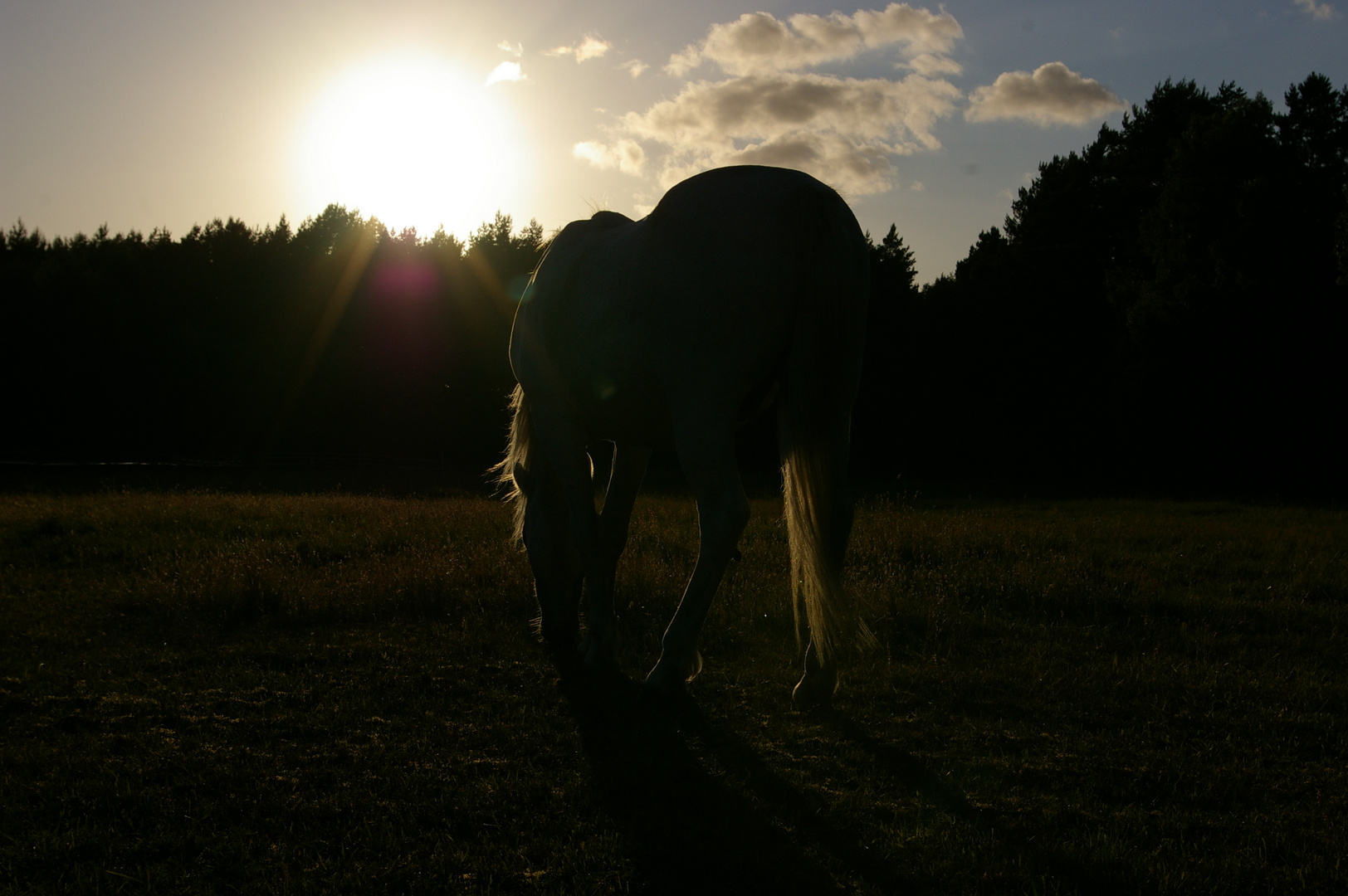 Pony im Sonnenuntegang