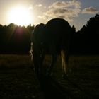 Pony im Sonnenuntegang