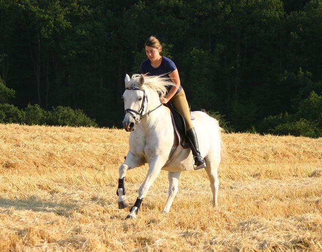 Pony im Stoppelfeld