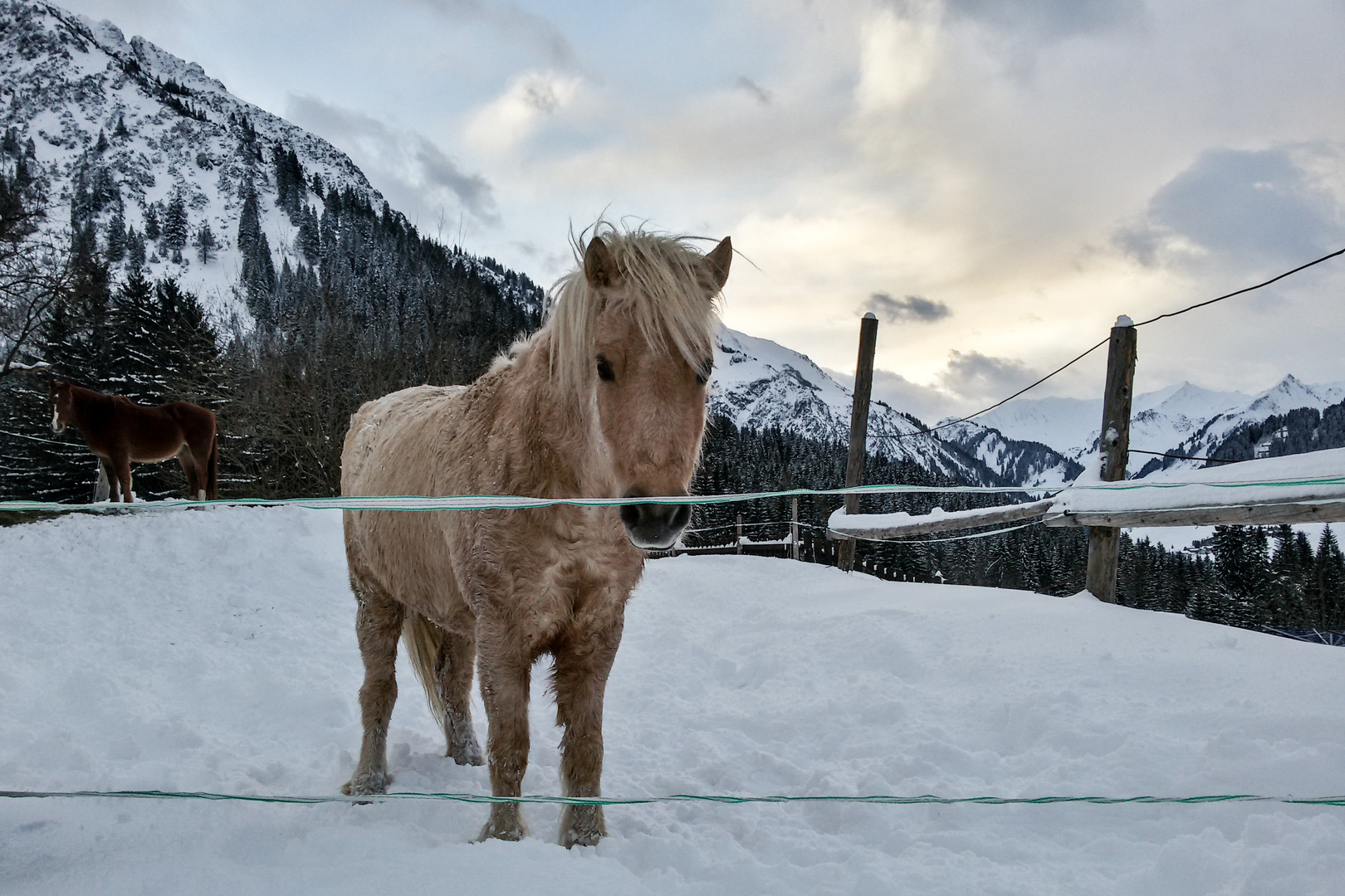 PONY im Tiefschnee auf Koppel Jan16