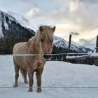 PONY im Tiefschnee auf Koppel Jan16