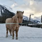 PONY im Tiefschnee auf Koppel Jan16