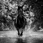 Pony im Wasser