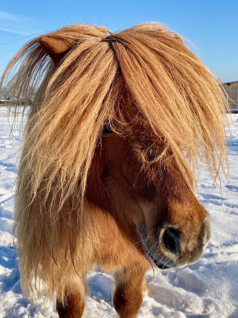 Pony im Winter