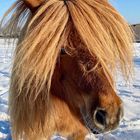 Pony im Winter