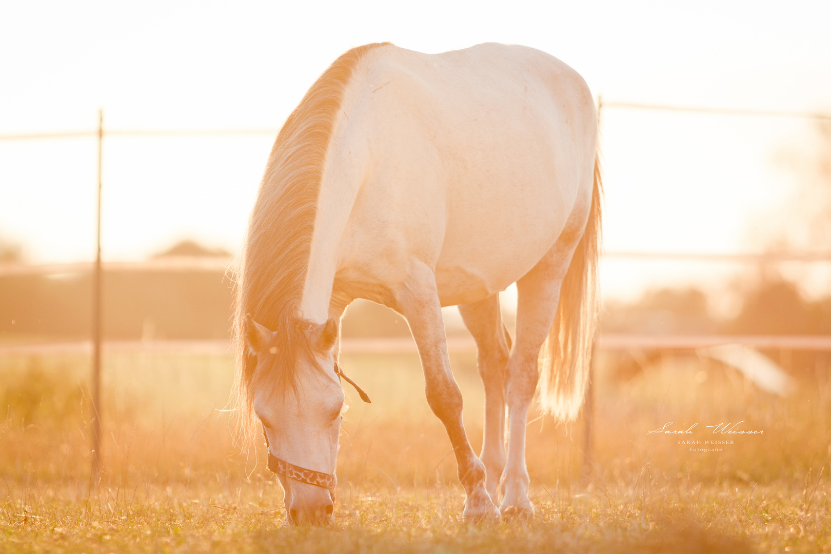 Pony im Zauberlicht