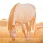 Pony im Zauberlicht