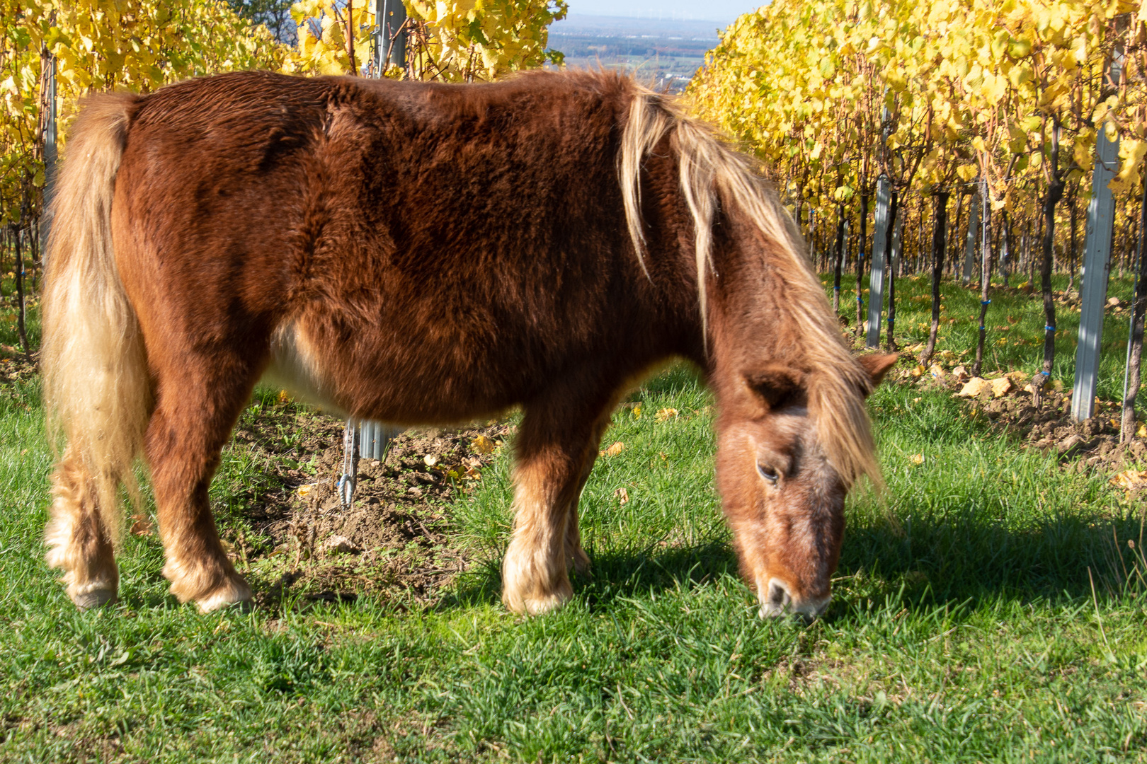 Pony in den Weinbergen