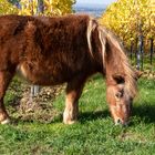 Pony in den Weinbergen