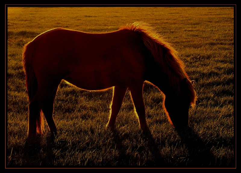 Pony in der Abendsonne