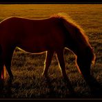 Pony in der Abendsonne