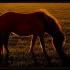 Pony in der Abendsonne