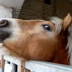 Pony in der Domäne Mechthildshausen