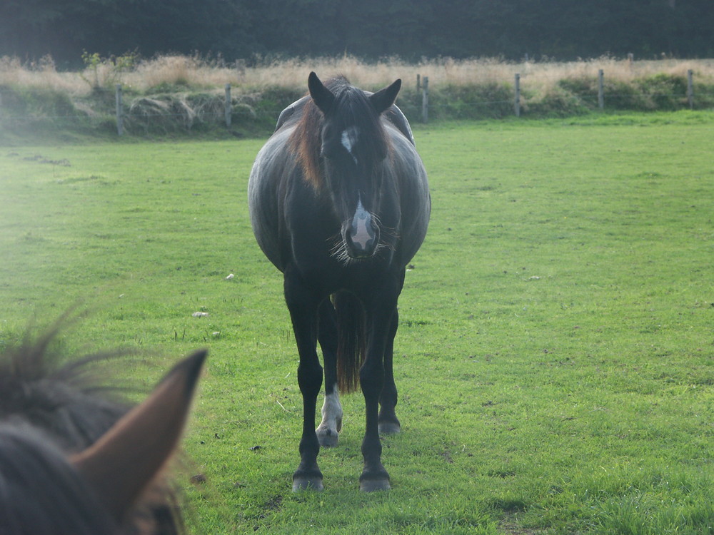 Pony in der Nebellandschaft