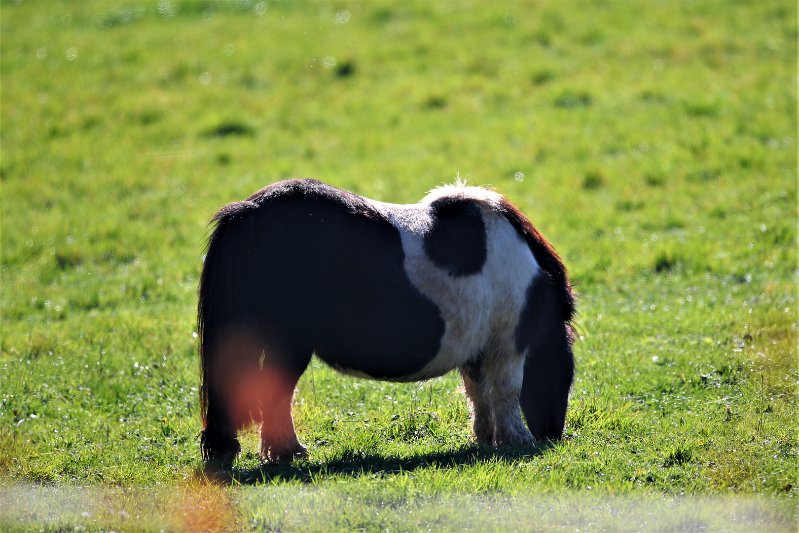 Pony in Salzderhelden
