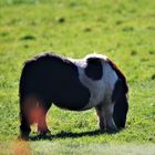 Pony in Salzderhelden