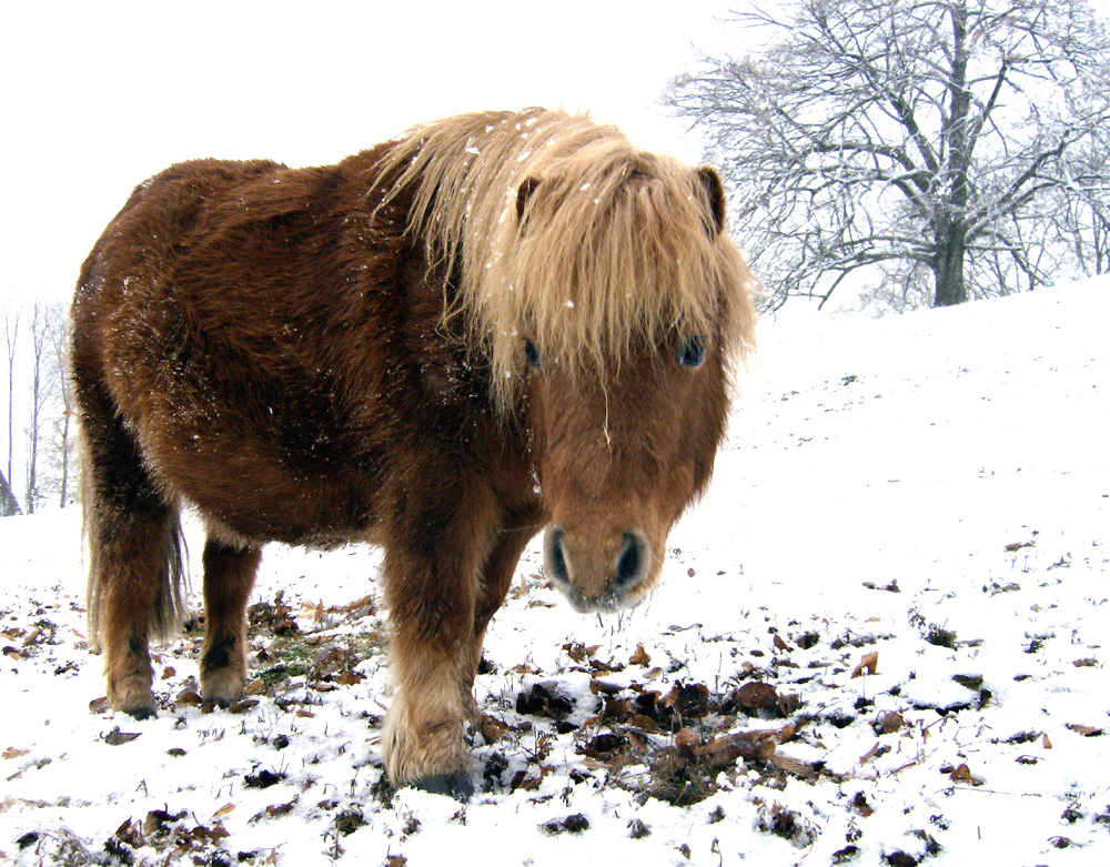 Pony in the winter