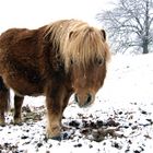 Pony in the winter