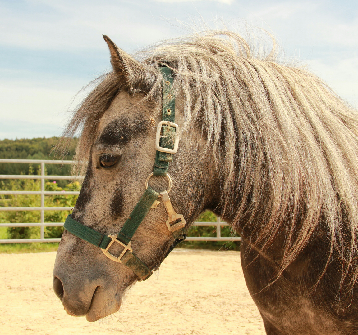 Pony-Mädel &#9786;