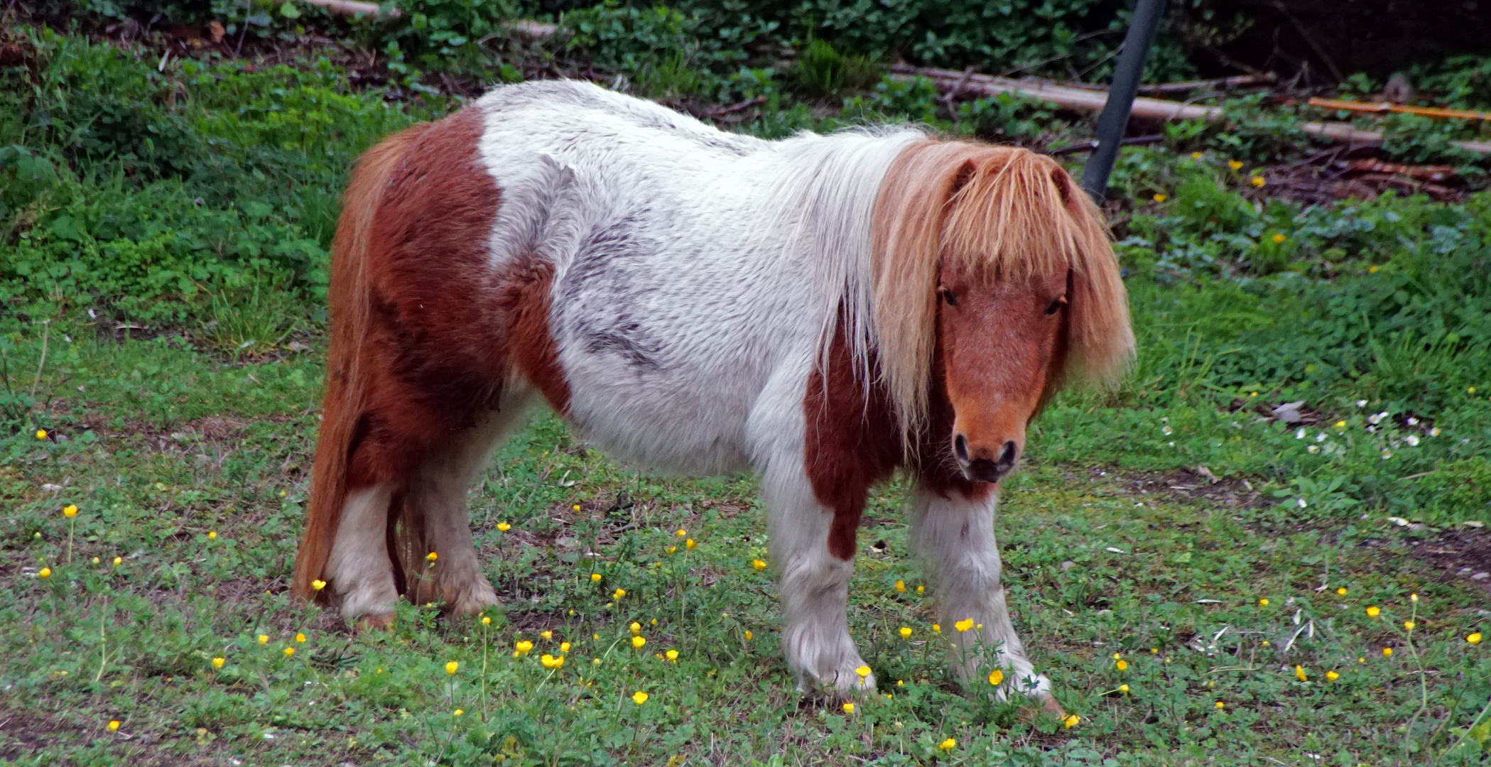 Pony mit Mittelscheitel und Pony